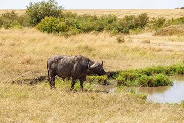 Sticker - African Buffalo at a waterhole at the savanna