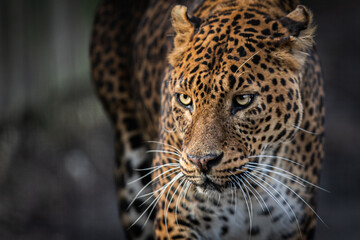 Wall Mural - portrait of a leopard in the forest