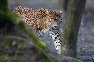 Wall Mural - portrait of a leopard in the forest