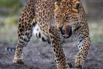 Wall Mural - portrait of a leopard in the forest