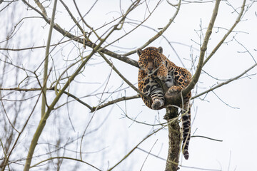 Wall Mural - portrait of a leopard in the forest