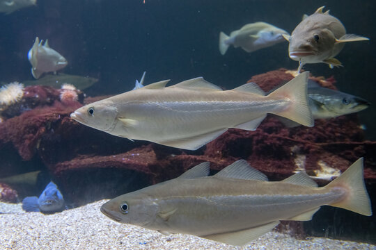 group of pollack in an aquarium