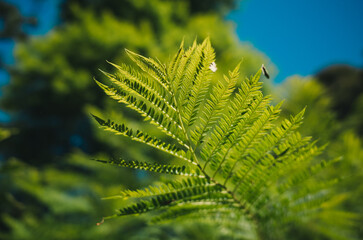 Green tree foliage