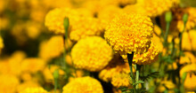 American Marigold Flowers In The Afternoon Of The Day, Blurr Background.
