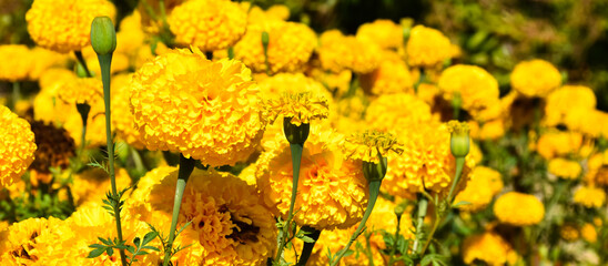 Wall Mural - american marigold flowers in the afternoon of the day, blurr background.