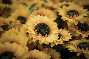 Wall Mural - Sunflowers