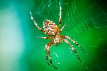 Macro shot of Araneus spider on his web