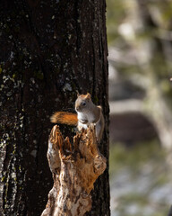 Sticker - Vertical closeup of the American red squirrel on the tree. Tamiasciurus hudsonicus.