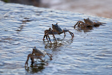 Closeup Shot Of Three Crabs On The Water