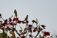 Beautiful Shot Of Rose-ringed Parakeets Sitting On The Tree