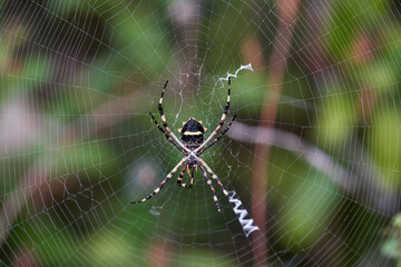 Macro shot of a spider on its net