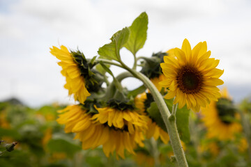 Canvas Print - Sunflowers In The Fields Of Rural Oxfordshire