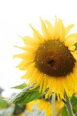 Canvas Print - Single Sunflower Head In The Fields In The Rural Oxfordshire Cou