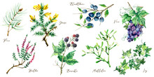 Hand Painted Watercolor Botanical Illustration, Wild Wlowers And Berries 