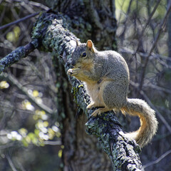 Wall Mural - Squirrel standing on a tree branch and eating something in its hands in the park on a sunny day