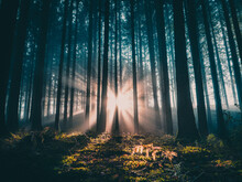 Scenic view of sunbeams breaking through the trees in a forest
