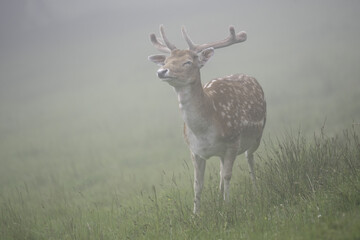 Wall Mural - Close-up shot of a forest deer in a foggy forest