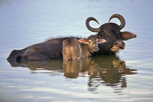 Beautiful Shot Of A Carabao With It's Baby Swimming In The Water In Sri Lanka