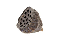 Dried Lotus Flower Pod With Seeds In Holes Isolated On White