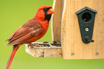 Canvas Print - Northern cardinal on a birdhouse