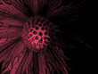 canvas print picture - Blütentraum - Freigestellte, rot gefärbte Blume auf schwarzem Hintergrund