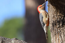 Selective Focus Shot Of A Red-bellied Woodpecker On A Tree Branch