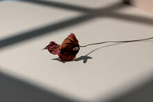 Dried Red Anthurium Flower Still Life On Neutral Backdrop With Window Shadow Light