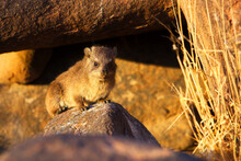 Shallow Focus Shot Of A Hyrax Sitting On A Rock Under The Sunlight In Namibia