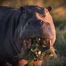 Portrait Of A Hippo With Its Mouth Full Of Grass In Masai Mara, Kenya
