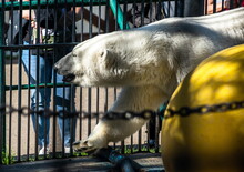 Polar Bear In A Zoo