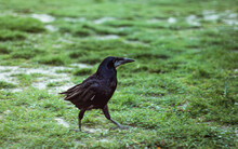 Closeup Of A Black Rook Bird On A Green Grass