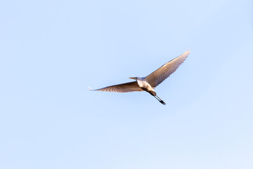 Poster - Low angle shot of a great white egret flying on a blue sky in a bright sunlight