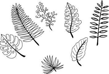  set of leaves and feathers
