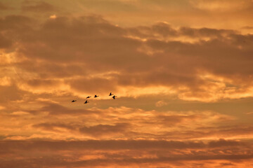 Poster - Low angle shot of a small flock of silhouetted birds flying on a golden cloudy sky at sunset