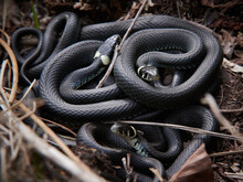 Closeup Of The Black Grass Snakes On The Ground