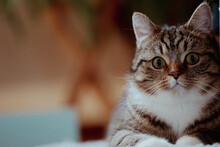 Beautiful Shot Of A Cute Cat Looking Upfront