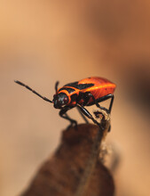 A Red Bug Soldier On A Dry Leaf