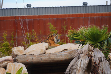 Wall Mural - Beautiful tiger resting on a rock in a zoo habitat