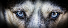 Closeup Of The Blue Eyes Of The Siberian Husky.