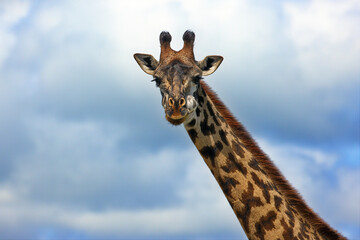 Sticker - Giraffe in the Tanzania nature during daylight