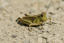 Closeup Of A Grasshopper On The Sand