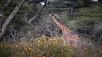 Sticker - Giraffe in the Tanzania nature during daylight