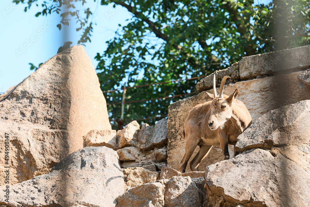 Wild goat in zoological garden