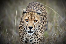Closeup Shot Of A Cheetah (Acinonyx Jubatus) Against A Blurred Background In Tanzania