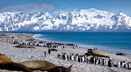 Poster - Group of penguins in South Georgia