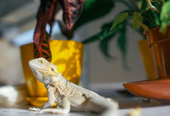 Poster - Closeup shot of a white lizard on a garden