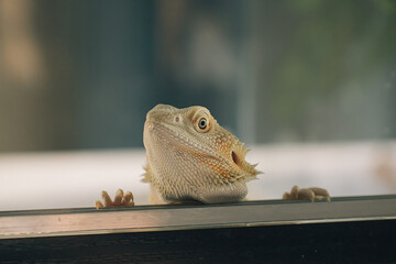 Poster - Closeup shot of a white lizard on a blurred background