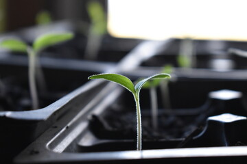 Canvas Print - Plant Sprout