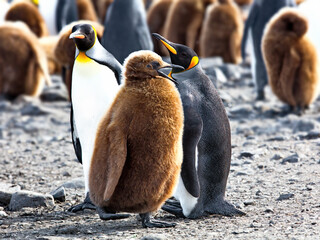 Group of different penguin species in South Georgia