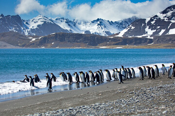 Sticker - Group of penguins in South Georgia